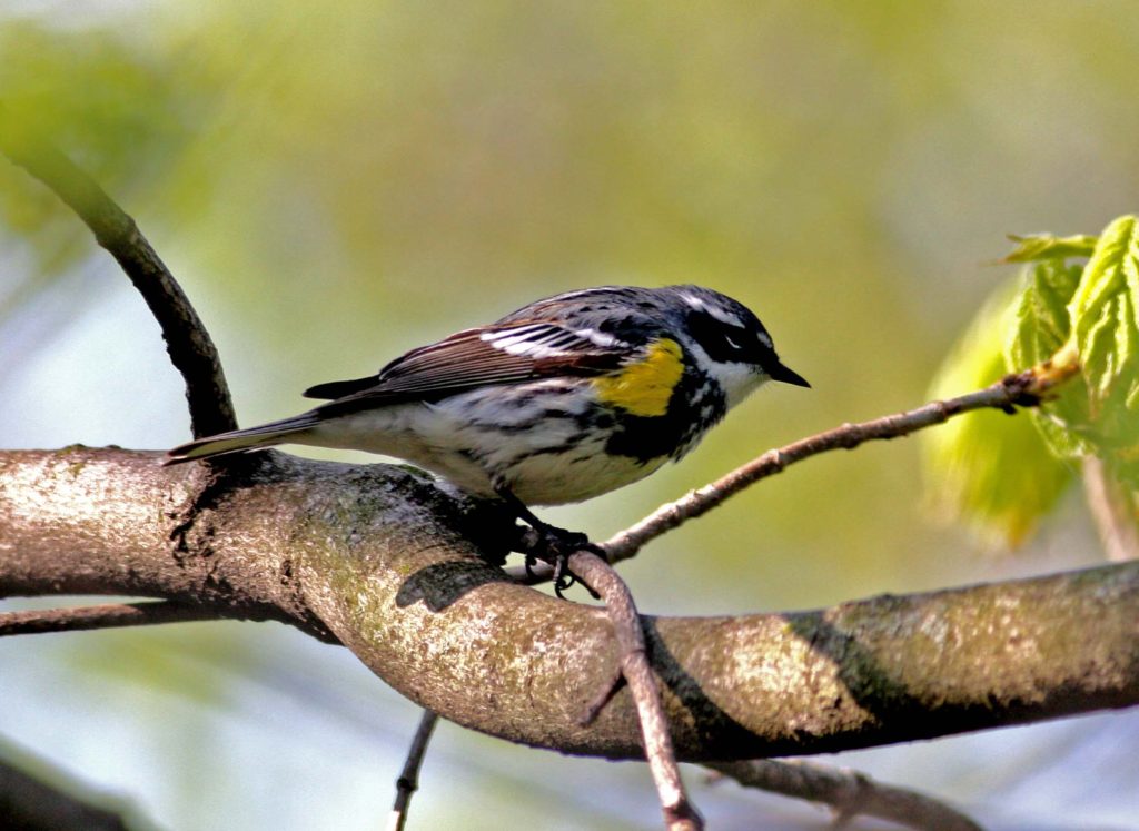Yellow-rumped Warbler. Photo by Joe Suchecki.