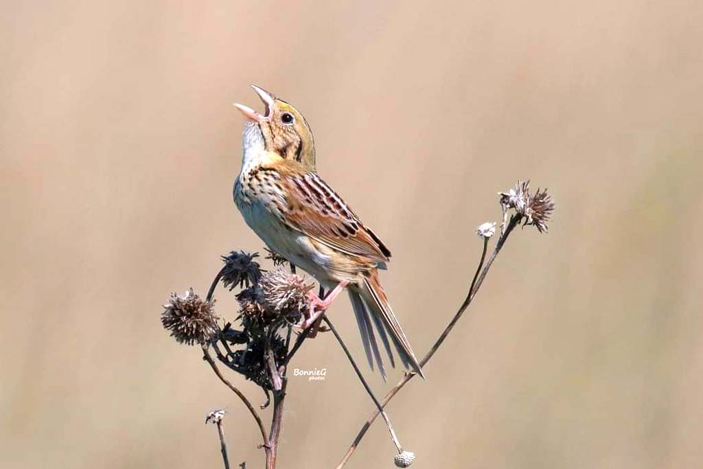 Henslow's Sparrow. Photo by Bonnie Graham.