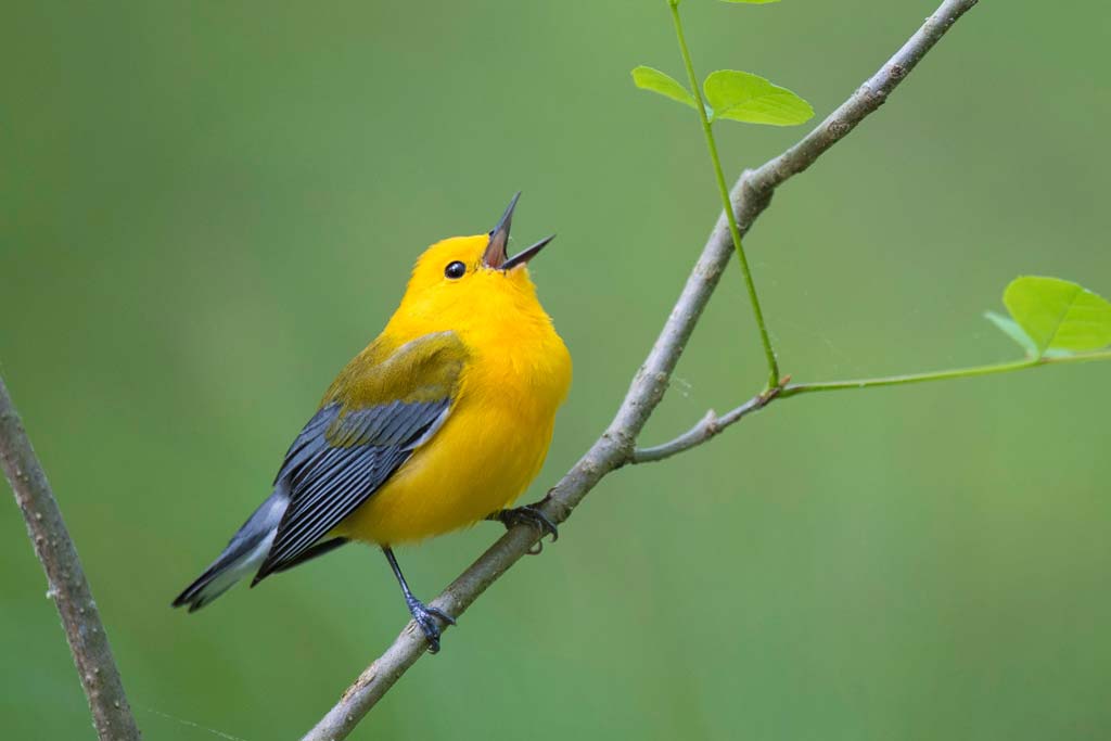 Prothonotary Warbler.