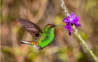Coppery-headed Emerald. Photo by Mike Warner