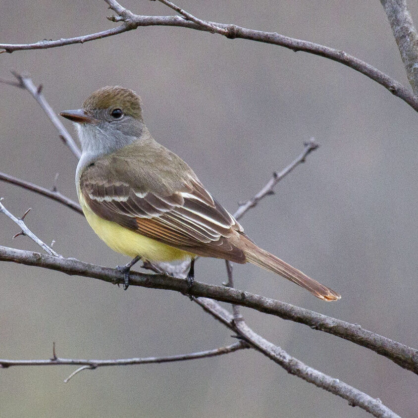 Great crested flycatcher by Bonnie Graham