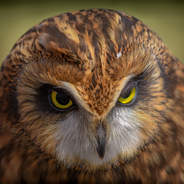 Captive Short-eared Owl. Photo by Dave Armstrong.